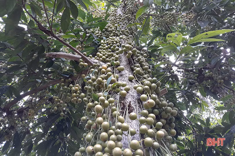 “Chết thèm” với những cây dâu da quả từ gốc đến ngọn tại Hà Tĩnh
