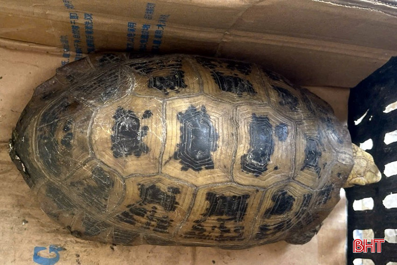 Cá thể rùa núi vàng nặng 2 kg.