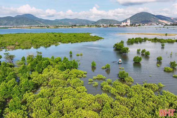 Rừng đước Thiên Cầm - điểm du lịch sinh thái hấp dẫn 