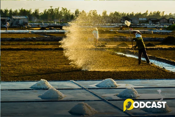 Podcast tản văn: Mặn mòi hạt muối quê hương