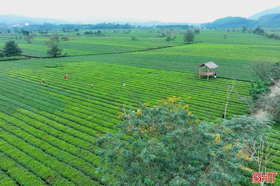 Làng chè Sơn Kim 2 - điểm du lịch "níu chân" du khách