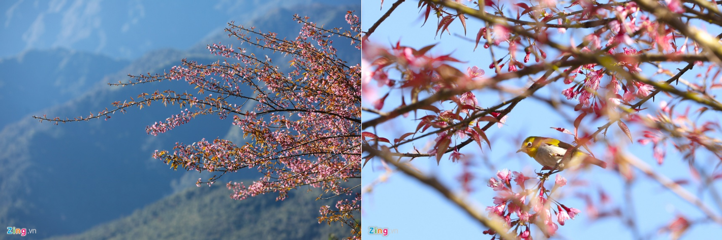 Sa Pa đẹp rực rỡ những ngày cuối năm