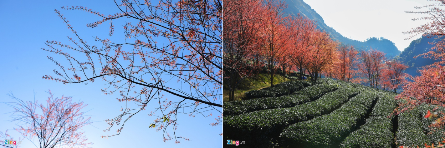 Sa Pa đẹp rực rỡ những ngày cuối năm