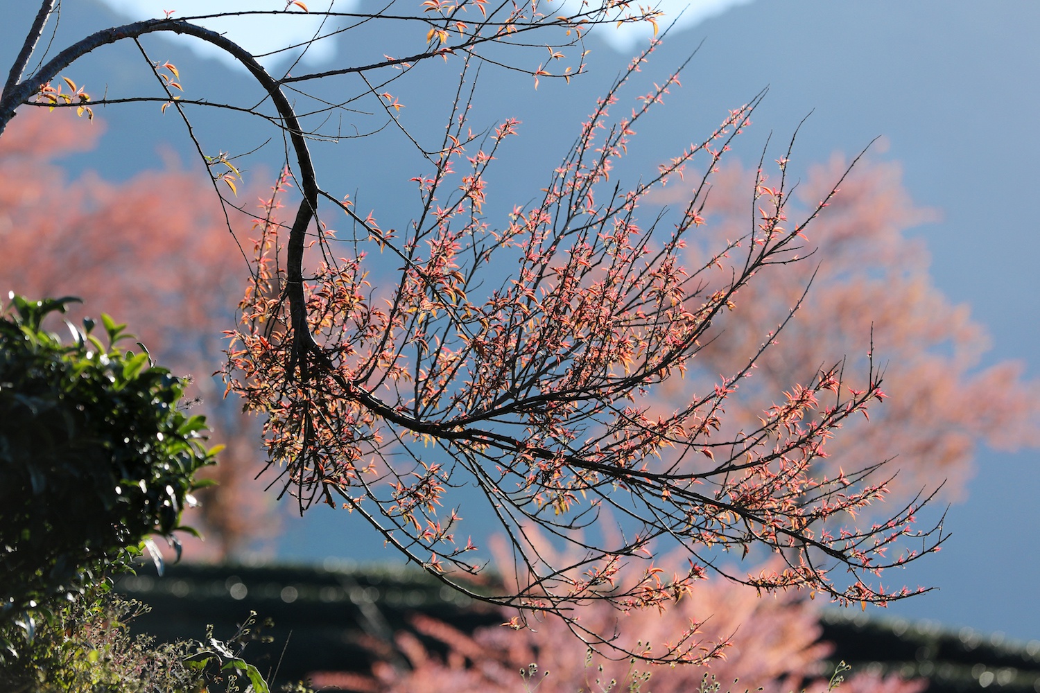 Sa Pa đẹp rực rỡ những ngày cuối năm