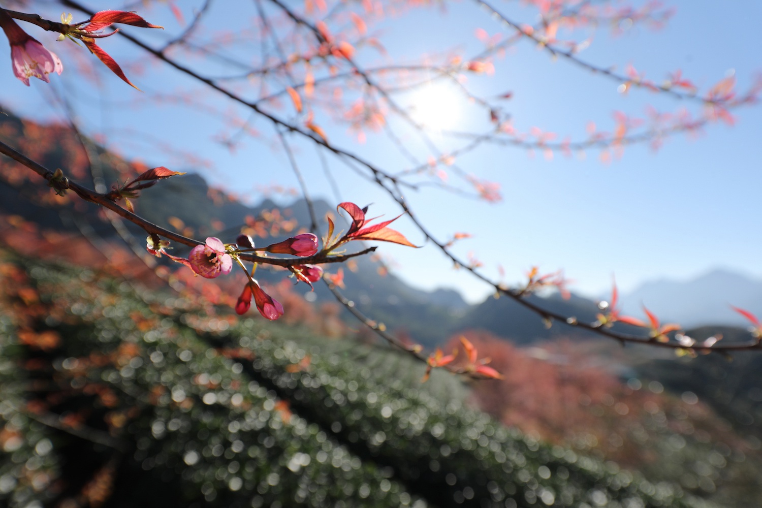 Sa Pa đẹp rực rỡ những ngày cuối năm