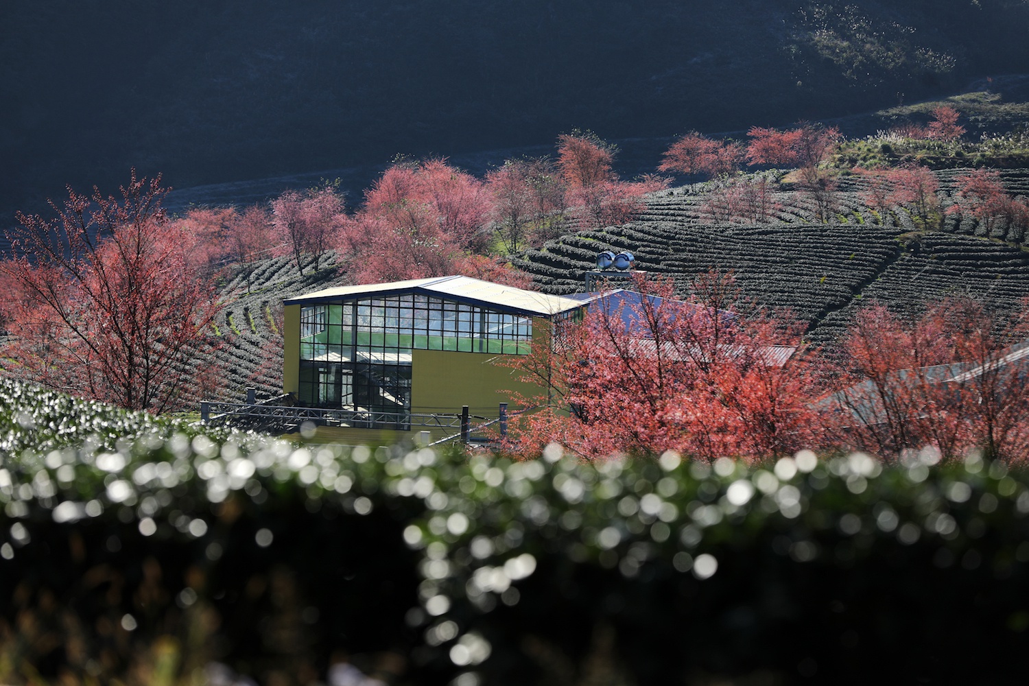 Sa Pa đẹp rực rỡ những ngày cuối năm