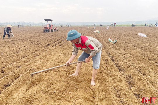Liên kết sản xuất mở đường cho nông dân vùng biên giảm nghèo