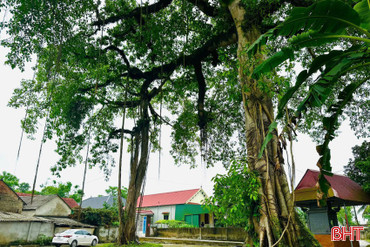 Độc đáo bộ rễ cây đa cổ thụ tạo hình cổng làng