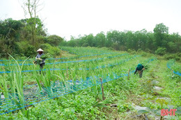 Phát triển mô hình nông nghiệp đa tầng, đa giá trị 