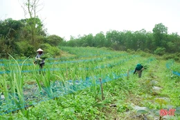 Phát triển mô hình nông nghiệp đa tầng, đa giá trị 