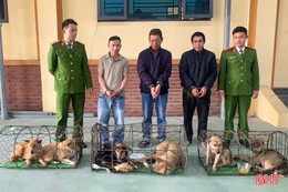 Còn ăn thịt chó thì còn... trộm chó!?