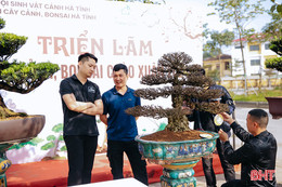 Cây cảnh bonsai - thú chơi cũng lắm công phu