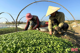 Mùa hái rau cải mầm ở địa bàn ven đô Hà Tĩnh