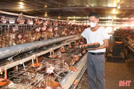 Giá trứng gia cầm xuống thấp, người chăn nuôi gặp khó