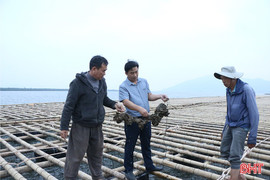 Phát triển nghề nuôi nhuyễn thể trên sông Cửa Sót