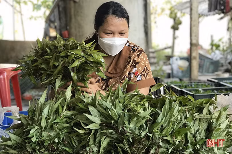 Cách chăm cây gia vị trong thời tiết nắng nóng của nông dân làng rau Hà Tĩnh