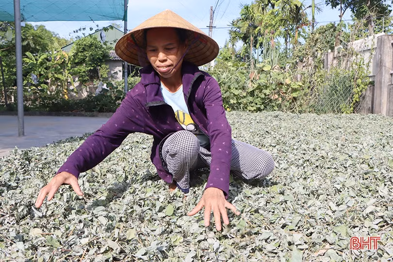 Trồng cây dược liệu, nông dân Cẩm Xuyên lãi gấp 4 lần trồng lúa