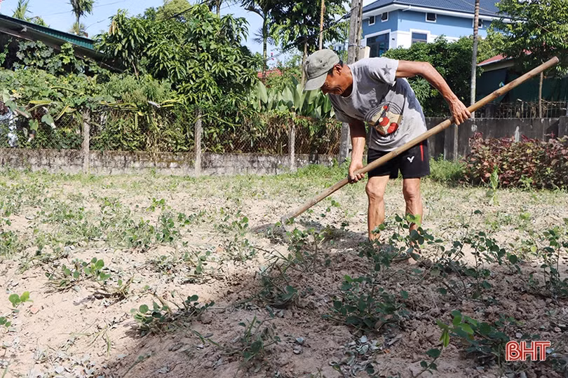 Trồng cây dược liệu, nông dân Cẩm Xuyên lãi gấp 4 lần trồng lúa