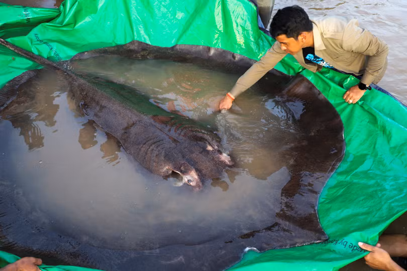 Ngư dân Campuchia bắt được con cá nước ngọt lớn nhất thế giới trên sông Mekong