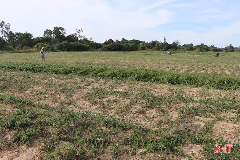 Trồng cây dược liệu, nông dân Cẩm Xuyên lãi gấp 4 lần trồng lúa