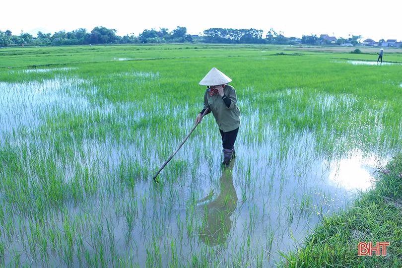 Hà Tĩnh điều tiết nước tưới phục vụ sản xuất lúa hè thu 