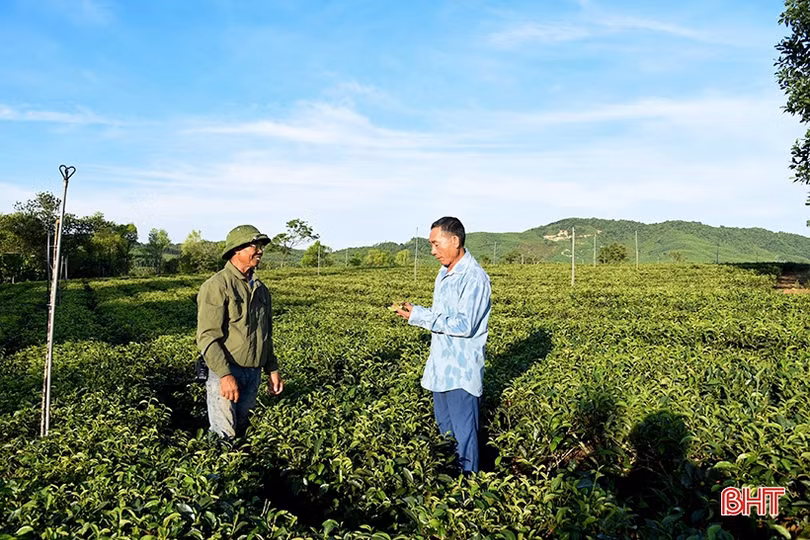 Đầu tư hệ thống béc tưới, nông dân vựa chè huyện Kỳ Anh hết lo nắng hạn
