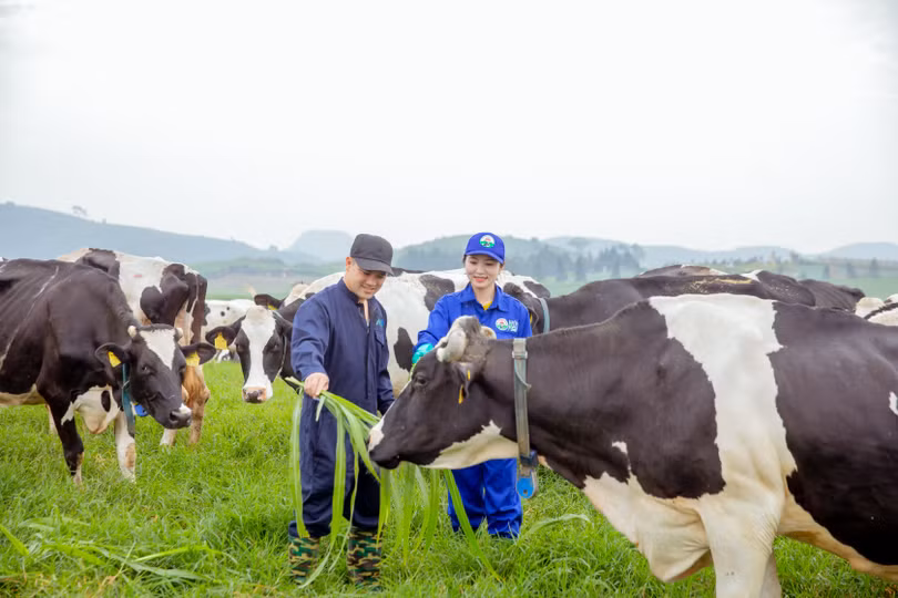 Thiên đường sữa tại Mộc Châu - kỳ quan tương lai của Tây Bắc