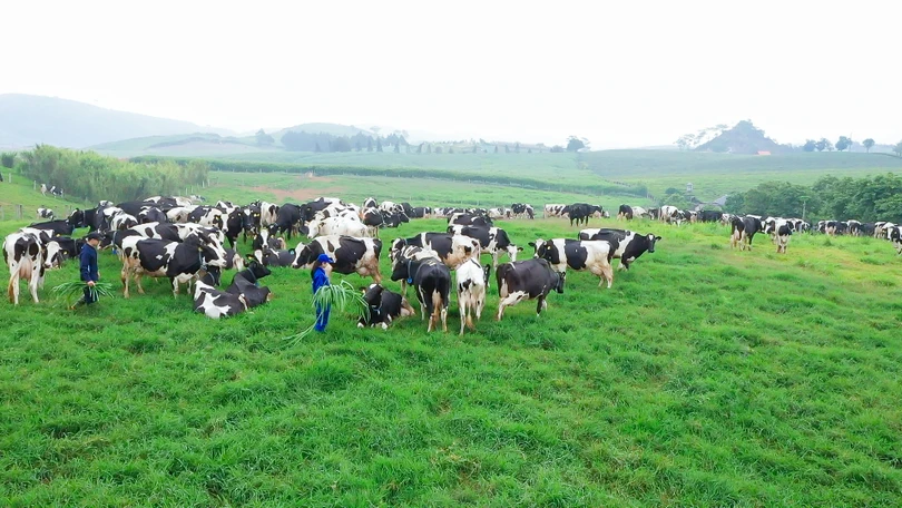 Thiên đường sữa tại Mộc Châu - kỳ quan tương lai của Tây Bắc