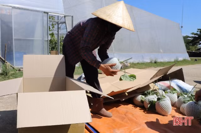 Nông dân Thạch Hà “đội nắng” thu hoạch dưa lưới