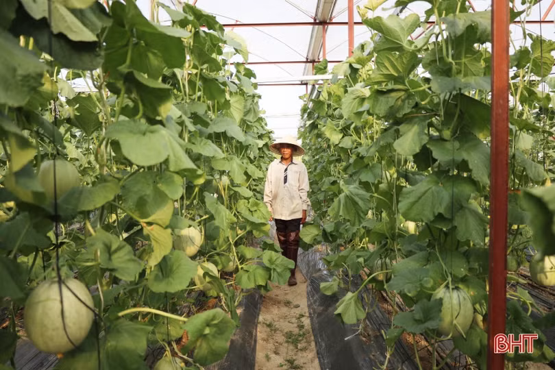 Nông dân Thạch Hà “đội nắng” thu hoạch dưa lưới