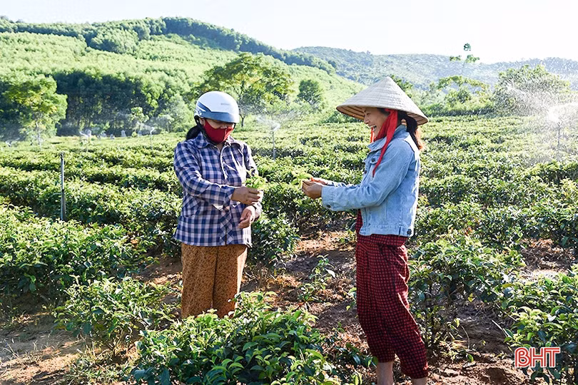 Đầu tư hệ thống béc tưới, nông dân vựa chè huyện Kỳ Anh hết lo nắng hạn