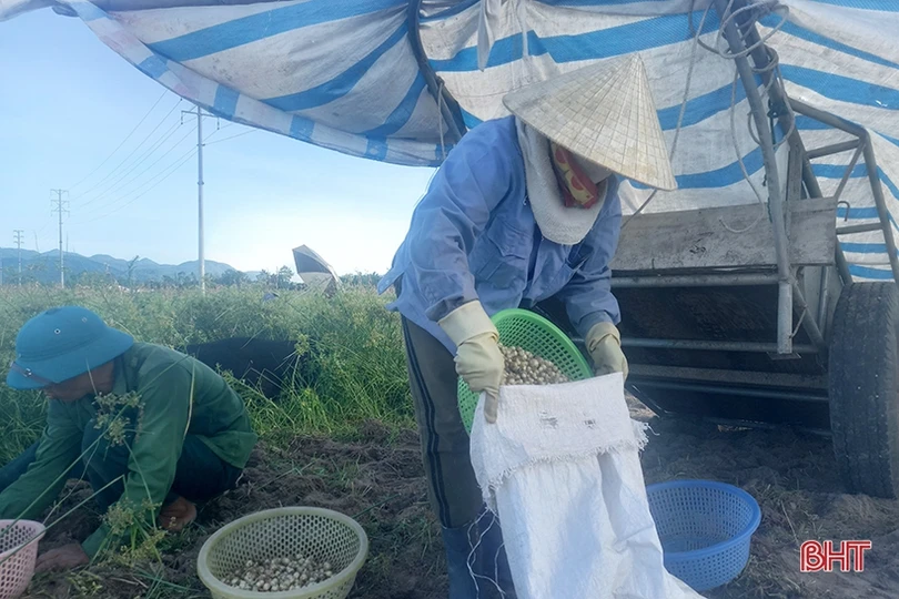 Hành tăm được giá, nông dân Nghi Xuân phấn khởi thu hoạch