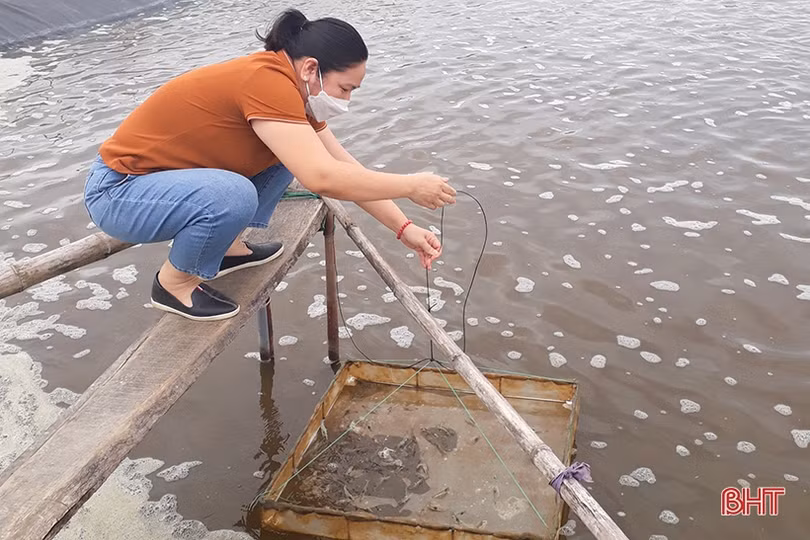 Gấp rút chống nóng, phòng dịch bệnh cho tôm nuôi ở Hà Tĩnh