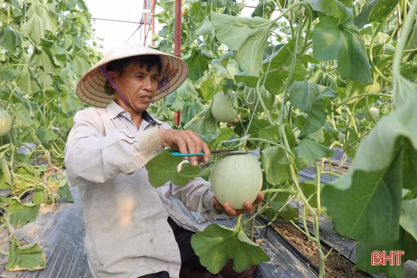 Nông dân Thạch Hà “đội nắng” thu hoạch dưa lưới