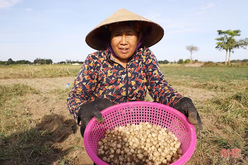 Hành tăm được giá, nông dân Nghi Xuân phấn khởi thu hoạch
