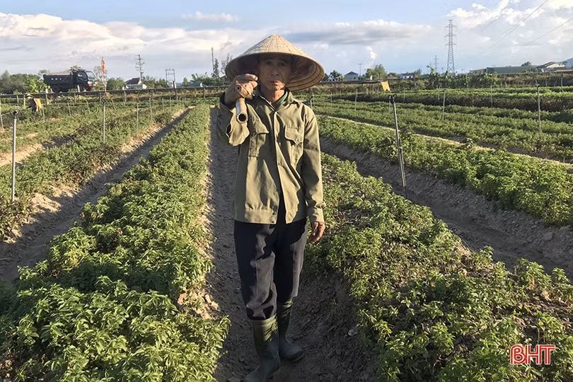 Cách chăm cây gia vị trong thời tiết nắng nóng của nông dân làng rau Hà Tĩnh
