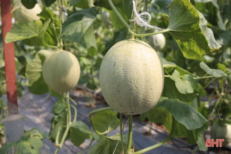 Nông dân Thạch Hà “đội nắng” thu hoạch dưa lưới