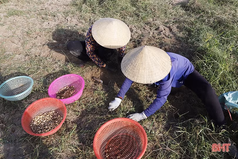 Hành tăm được giá, nông dân Nghi Xuân phấn khởi thu hoạch