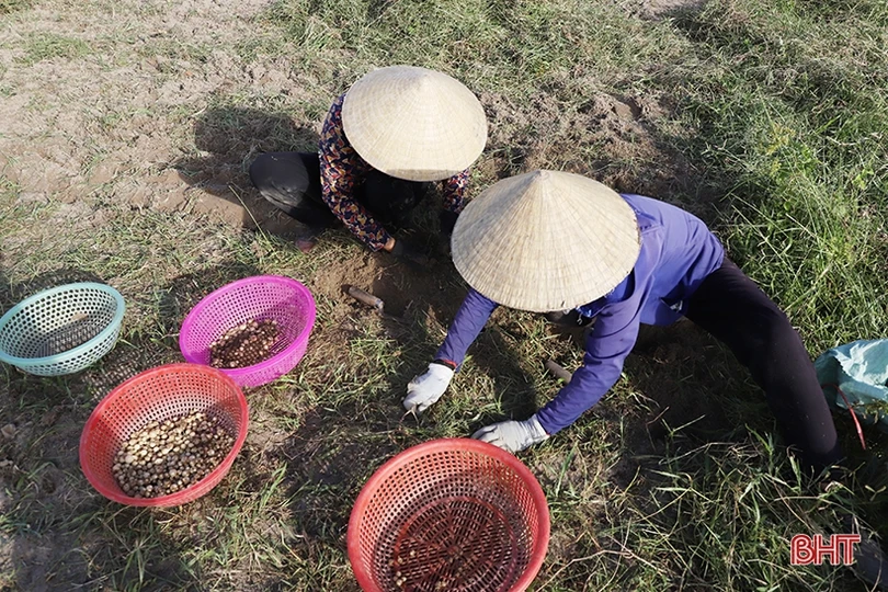 Hành tăm được giá, nông dân Nghi Xuân phấn khởi thu hoạch