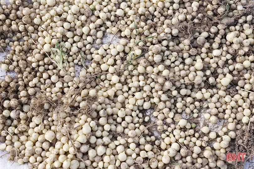 Hành tăm được giá, nông dân Nghi Xuân phấn khởi thu hoạch