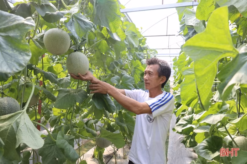 Nông dân Thạch Hà “đội nắng” thu hoạch dưa lưới