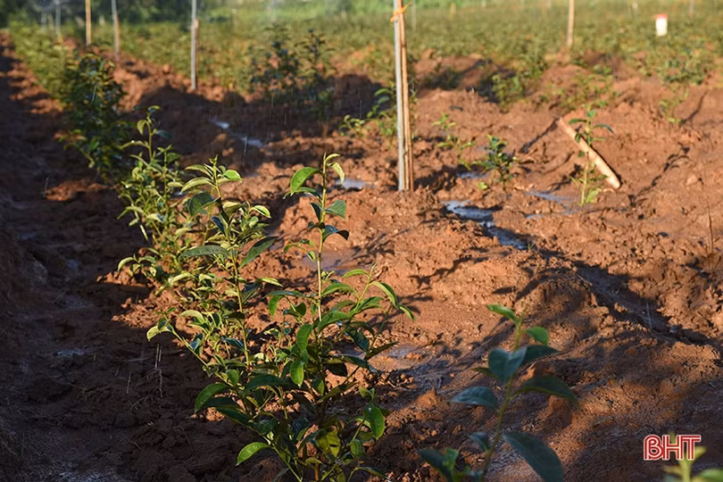 Đầu tư hệ thống béc tưới, nông dân vựa chè huyện Kỳ Anh hết lo nắng hạn