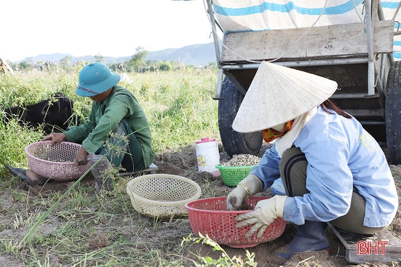 Hành tăm được giá, nông dân Nghi Xuân phấn khởi thu hoạch