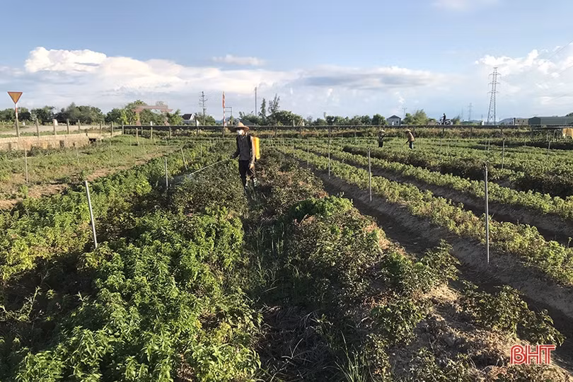 Cách chăm cây gia vị trong thời tiết nắng nóng của nông dân làng rau Hà Tĩnh