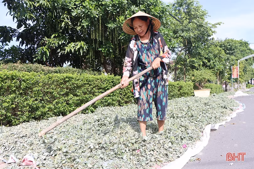 Trồng cây dược liệu, nông dân Cẩm Xuyên lãi gấp 4 lần trồng lúa