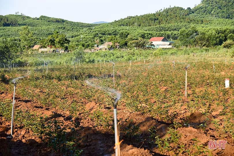 Đầu tư hệ thống béc tưới, nông dân vựa chè huyện Kỳ Anh hết lo nắng hạn