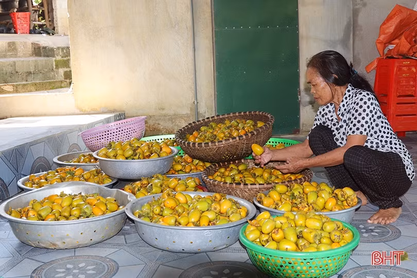 Mùa hồng thêm vui của bà con Vũ Quang