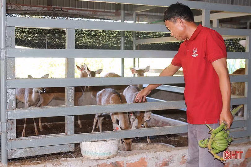 Xã ven đô Hà Tĩnh đa dạng mô hình kinh tế gắn với xây dựng nông thôn mới