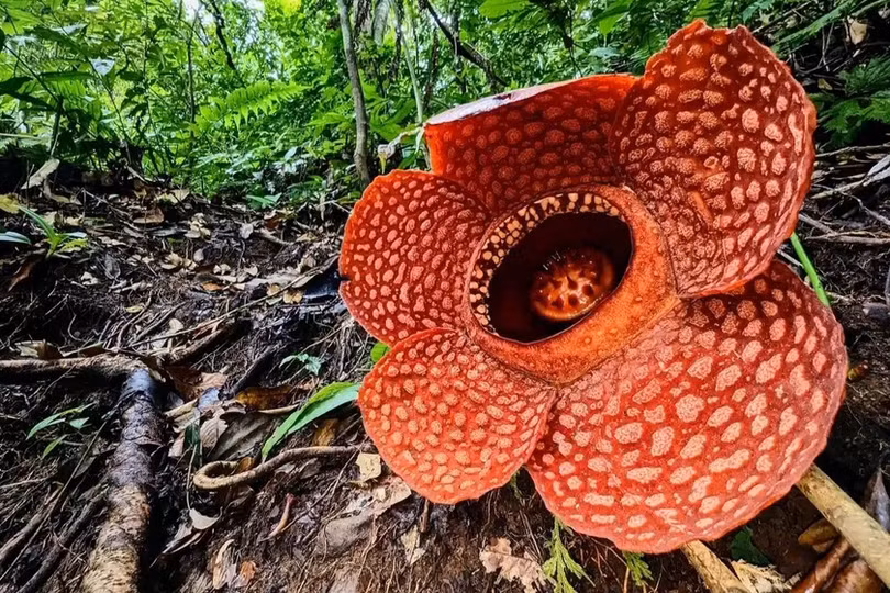 Cây Robin Hood 300 năm tuổi bị chặt trộm