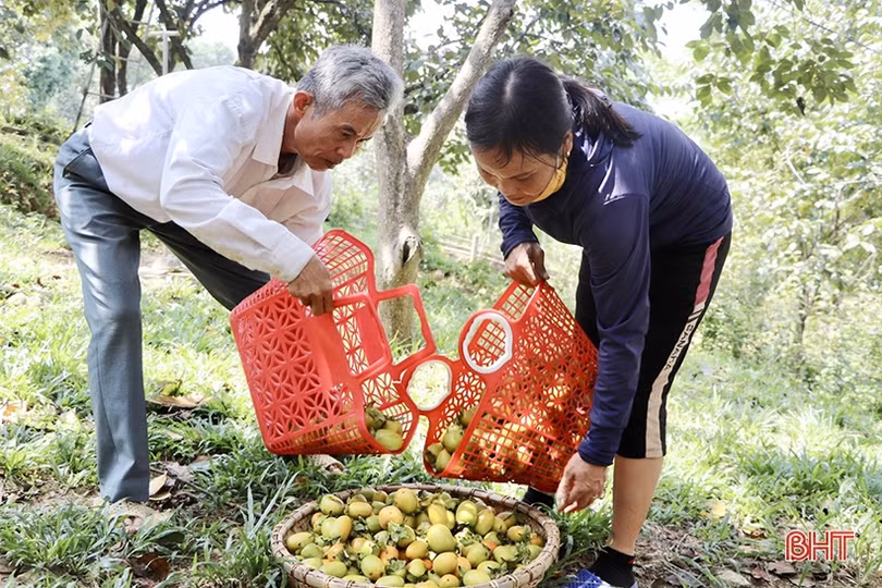 Mùa hồng thêm vui của bà con Vũ Quang
